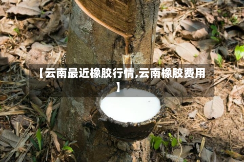 【云南最近橡胶行情,云南橡胶费用】