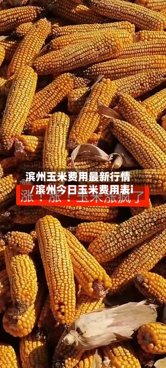 滨州玉米费用最新行情/滨州今日玉米费用表i