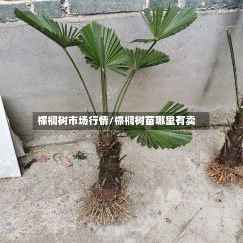棕榈树市场行情/棕榈树苗哪里有卖