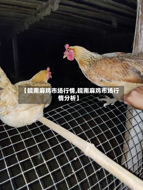 【皖南麻鸡市场行情,皖南麻鸡市场行情分析】-第1张图片