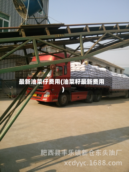 最新油菜仔费用(油菜籽最新费用)-第1张图片