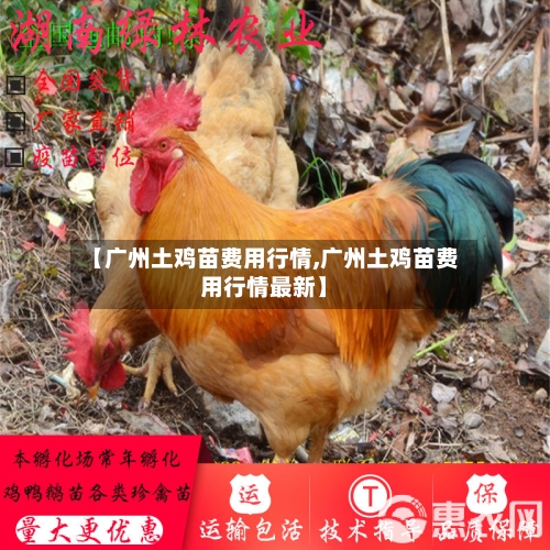 【广州土鸡苗费用行情,广州土鸡苗费用行情最新】-第1张图片