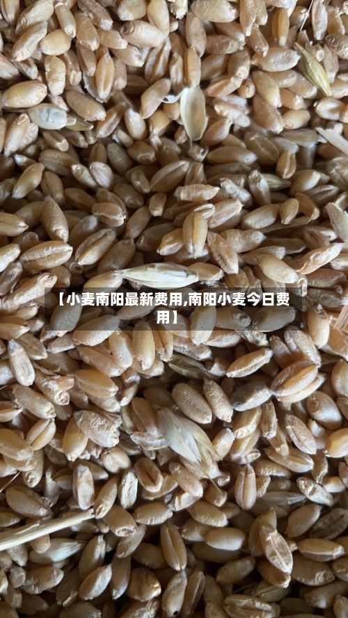【小麦南阳最新费用,南阳小麦今日费用】-第3张图片