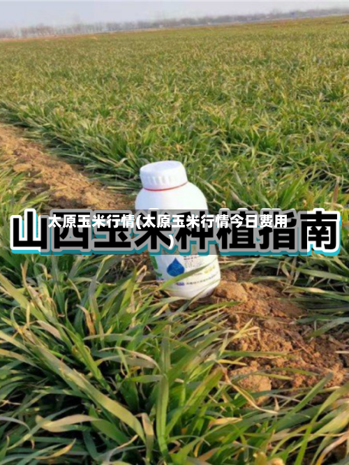 太原玉米行情(太原玉米行情今日费用)-第3张图片