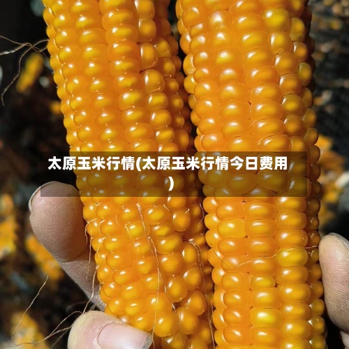 太原玉米行情(太原玉米行情今日费用)-第2张图片