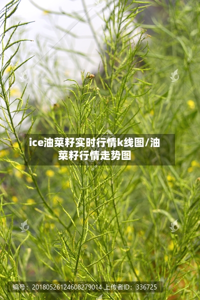 ice油菜籽实时行情k线图/油菜籽行情走势图-第2张图片