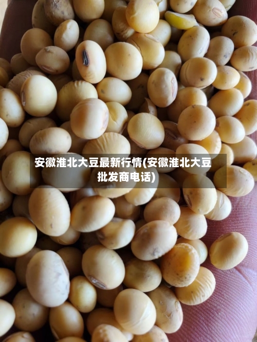 安徽淮北大豆最新行情(安徽淮北大豆批发商电话)-第1张图片
