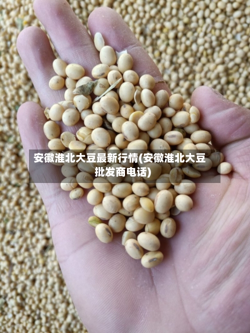 安徽淮北大豆最新行情(安徽淮北大豆批发商电话)-第2张图片