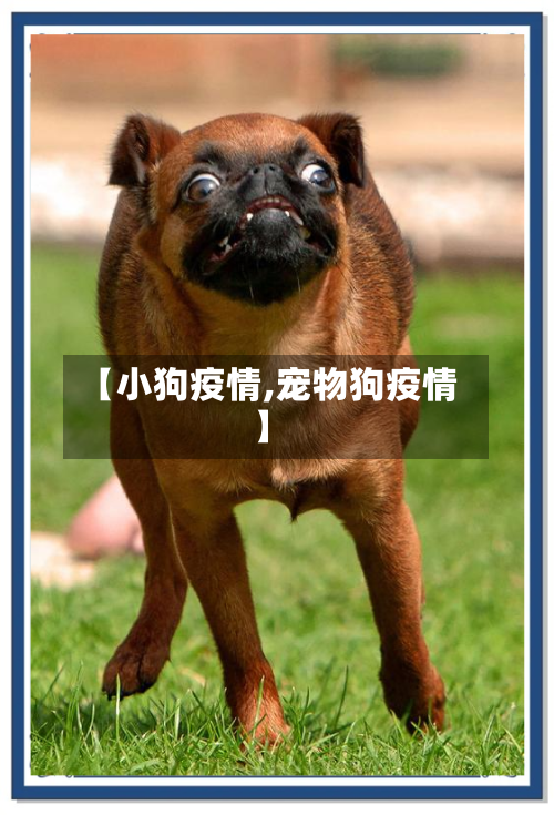 【小狗疫情,宠物狗疫情】-第1张图片