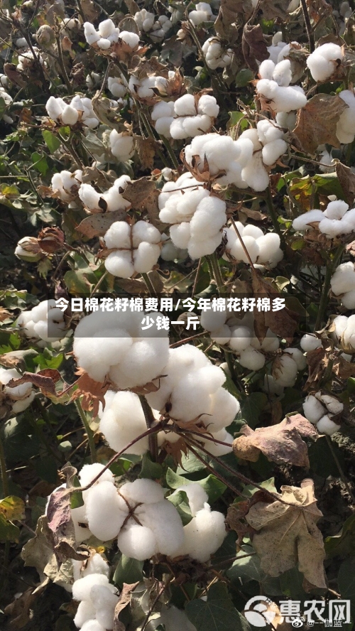 今日棉花籽棉费用/今年棉花籽棉多少钱一斤-第1张图片