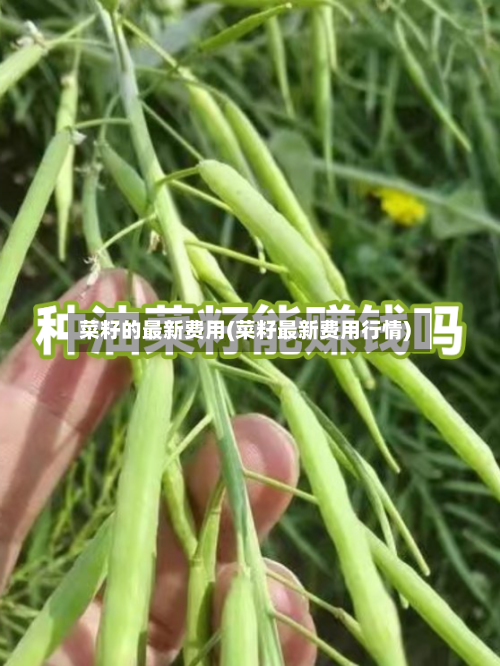 菜籽的最新费用(菜籽最新费用行情)-第2张图片