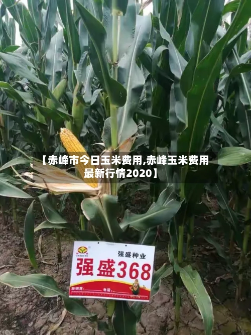 【赤峰市今日玉米费用,赤峰玉米费用最新行情2020】-第1张图片