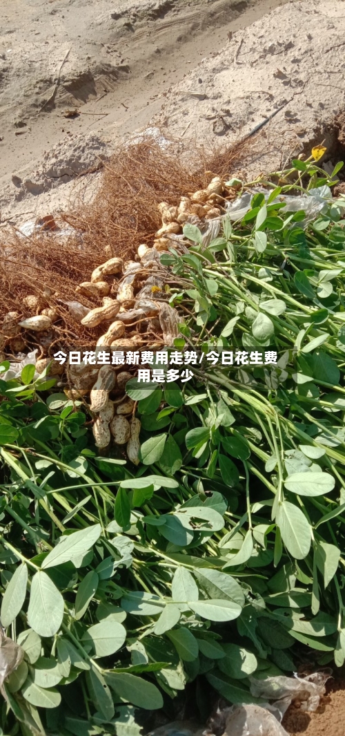 今日花生最新费用走势/今日花生费用是多少-第3张图片