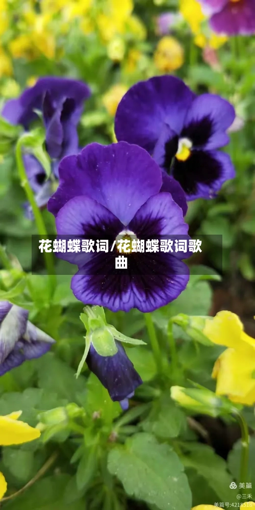 花蝴蝶歌词/花蝴蝶歌词歌曲-第1张图片