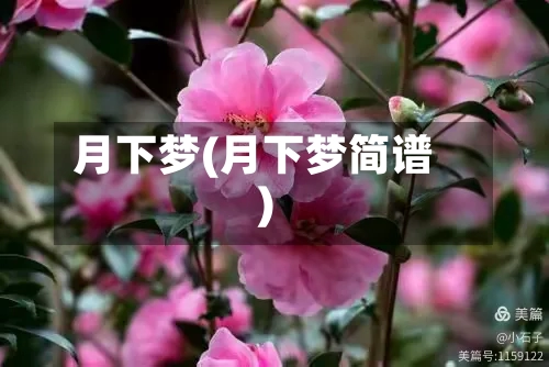 月下梦(月下梦简谱)-第1张图片