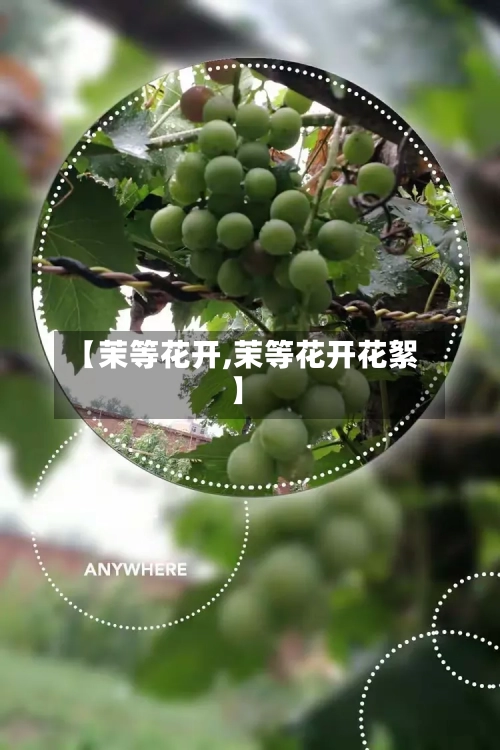 【茉等花开,茉等花开花絮】-第3张图片