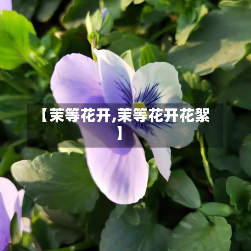 【茉等花开,茉等花开花絮】-第2张图片