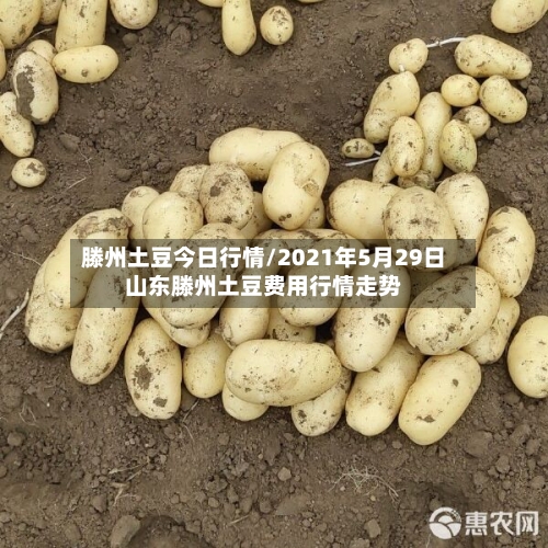 滕州土豆今日行情/2021年5月29日山东滕州土豆费用行情走势-第2张图片