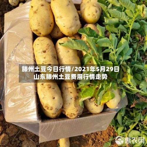 滕州土豆今日行情/2021年5月29日山东滕州土豆费用行情走势-第3张图片