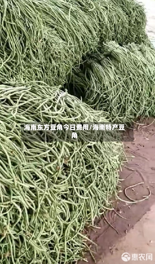 海南东方豆角今日费用/海南特产豆角-第2张图片