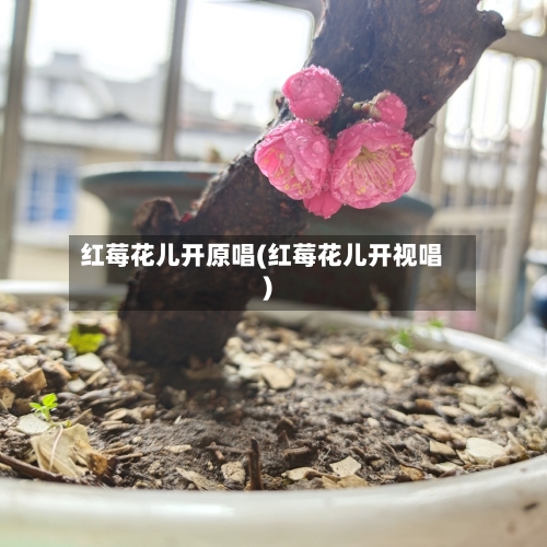 红莓花儿开原唱(红莓花儿开视唱)-第1张图片