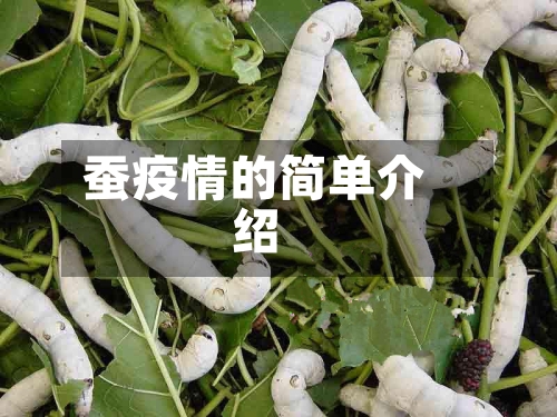蚕疫情的简单介绍-第1张图片