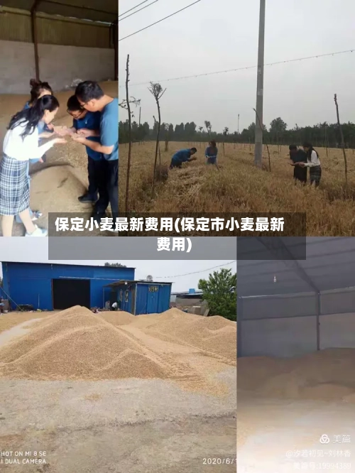 保定小麦最新费用(保定市小麦最新费用)-第1张图片